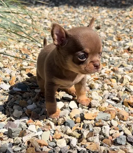 Adorable Cachorro Chihuahua en Venta