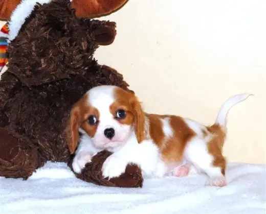 Adorable Cachorro Cavalier King Charles Spaniel en Venta