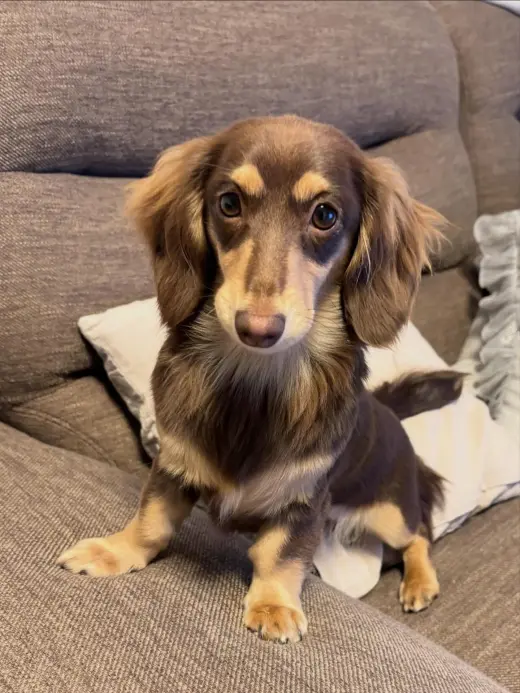 ¡Cachorros de perro salchicha buscan un hogar definitivo!