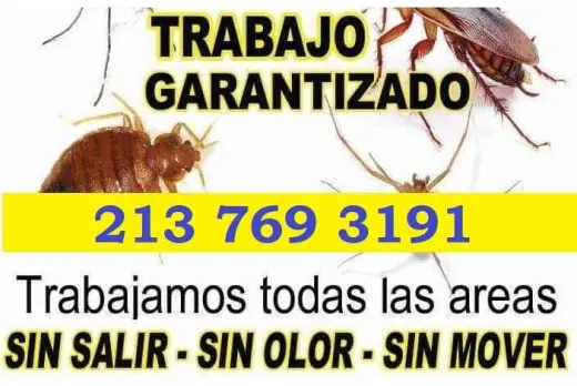 FUMIGACION ECONOMICA $49