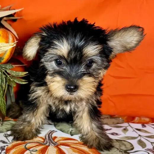 Hi, I'm Gabbie! I'm a 10-week-old female Yorkshire @beau black & tan coat