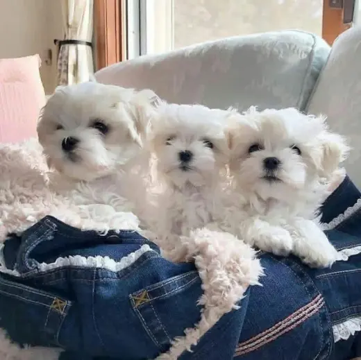 Adorable Maltese Puppies Looking for Their Forever Homes