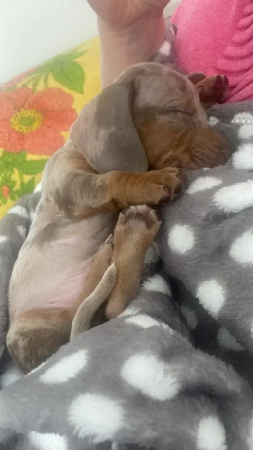 Gorgeous Dachshund Puppies