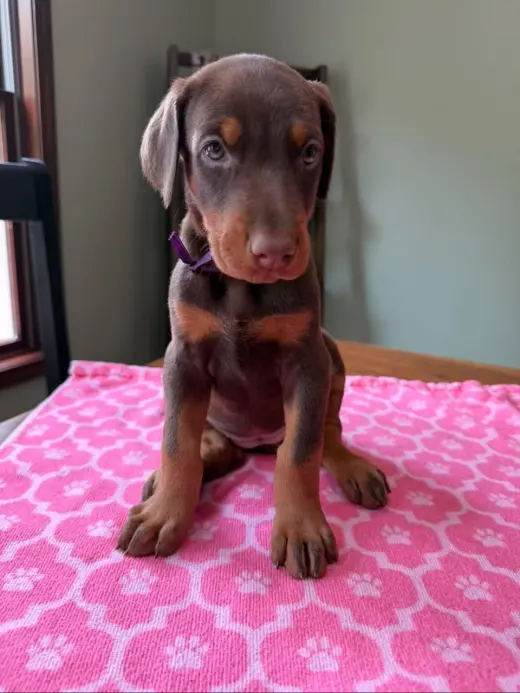Doberman Puppies Looking for Loving Forever Homes