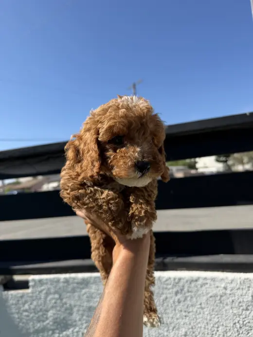 cockapoo puppies