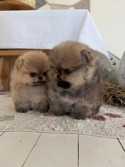 Adorable Cachorros Pomerania