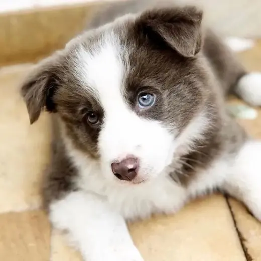 Adorable Cachorro de Ojos Azules en Adopción