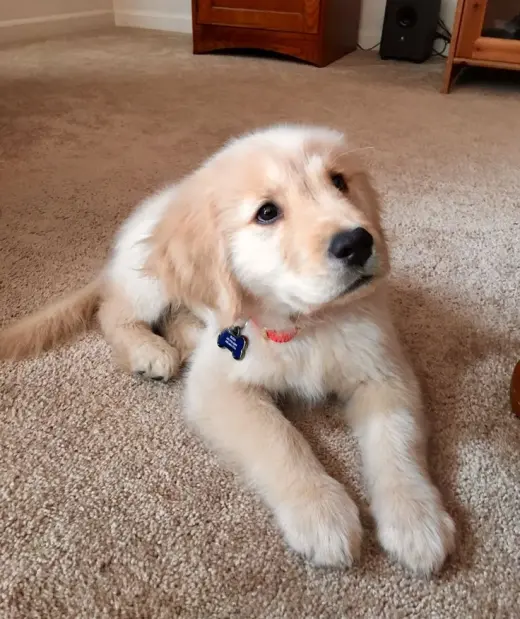 Labrador Retriever Puppies