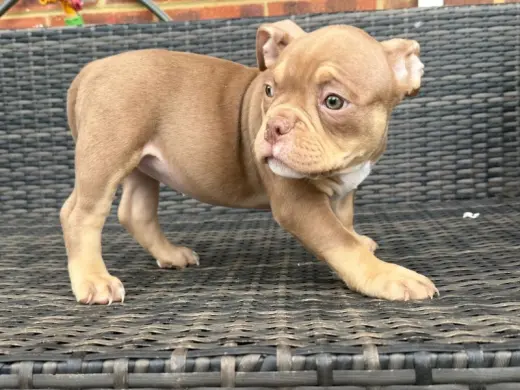 Adorable Brown Puppy for Sale