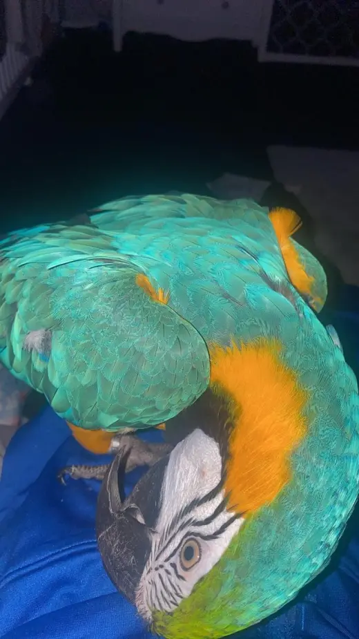 Male and Female blue and gold macaw very tame and very intelligent