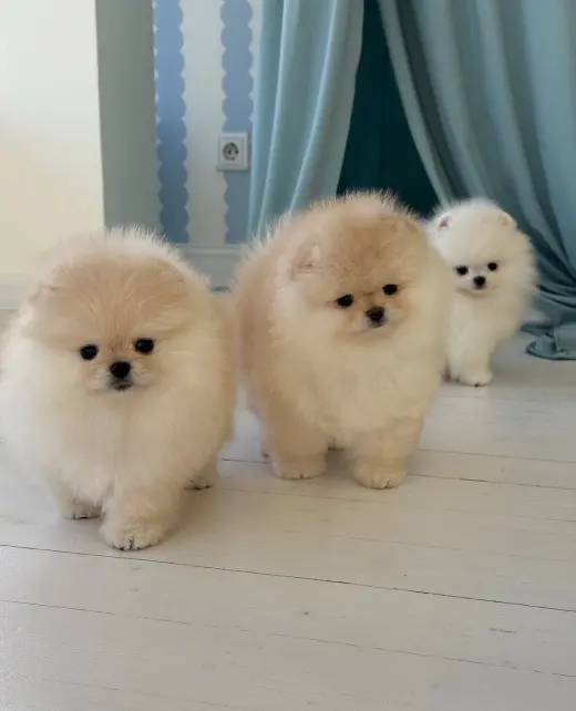 Adorables Cachorros Pomerania en Venta