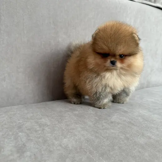 Hermoso Cachorro Pomerania en Venta
