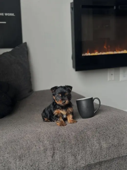 Teacup Yorkie puppies for adoption