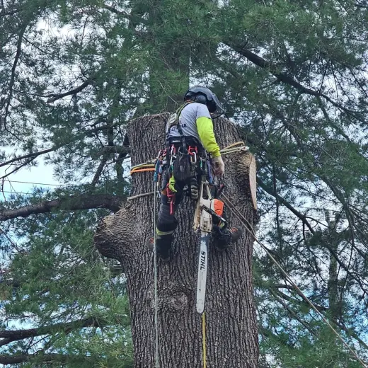 Tree Services