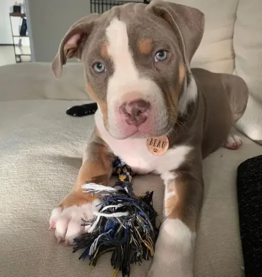 Adorable Cachorro Pitbull de Nariz Azul en Venta