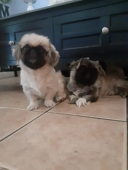 Se venden Perritos a buen precio!