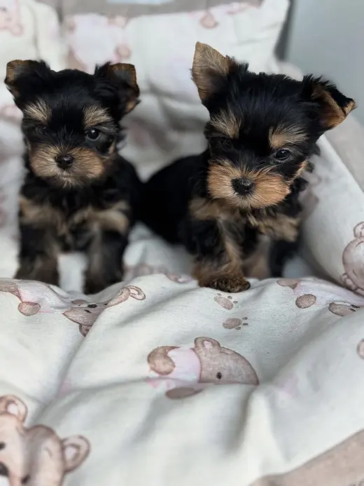 Cachorros de Yorkshire