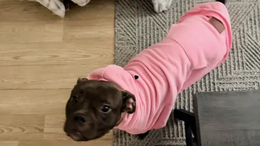 Regalo una perrita es gratis