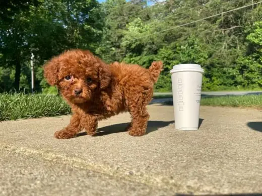 Adorable Cachorro de Poodle Miniatura en Venta