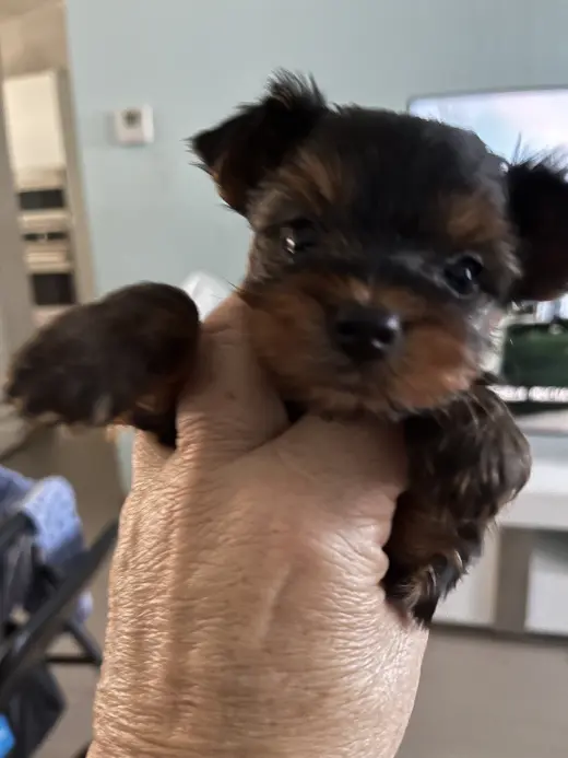 Adorable Cachorro Yorkshire Terrier en Venta