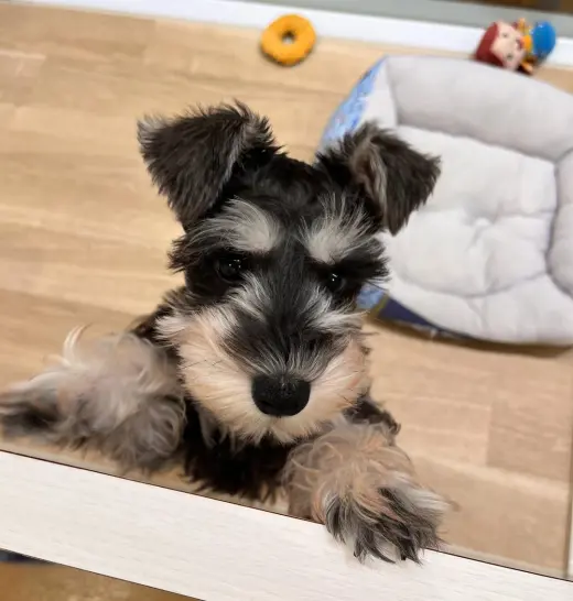 Adorable Cachorro Schnauzer Miniatura en Venta