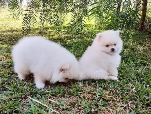 Adorable Pomeranian Puppies