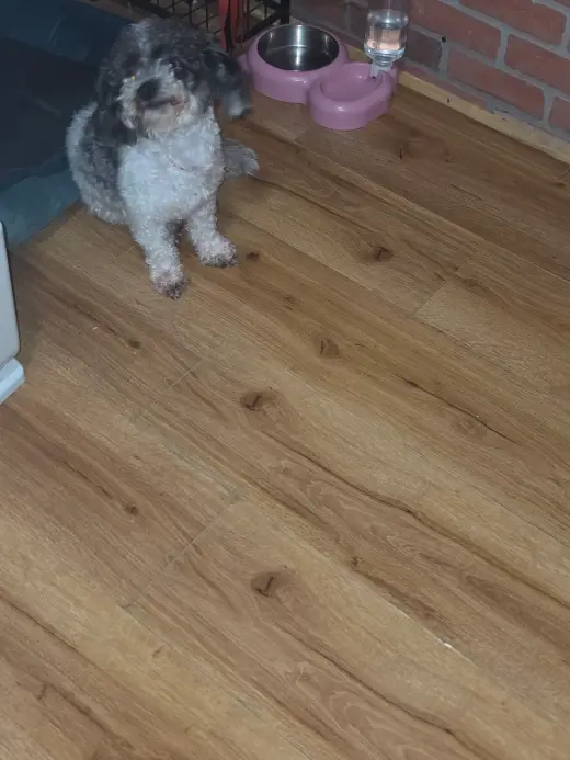 Vendo perrita itzu