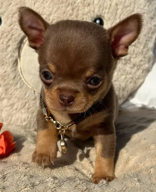 Adorable Cachorro Chihuahua en Venta