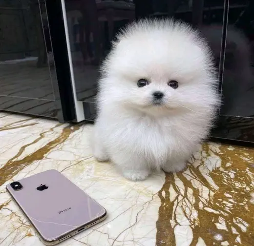 Pomeranian for sale
