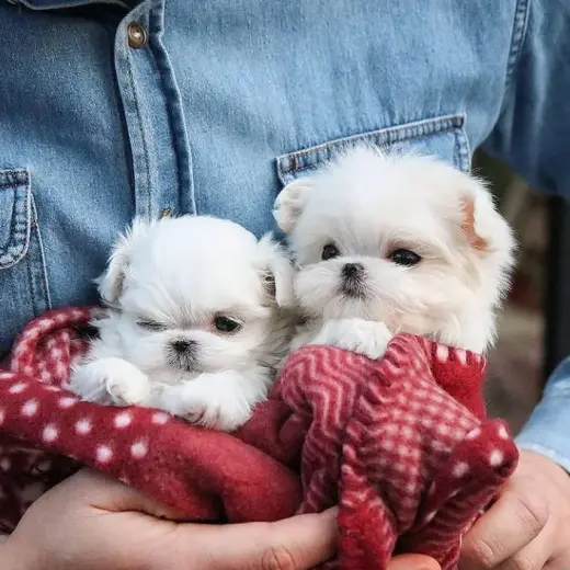 Cachorro Maltés Disponible