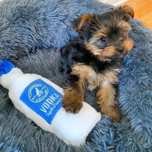 Hermoso Cachorro Yorkshire Terrier en Venta