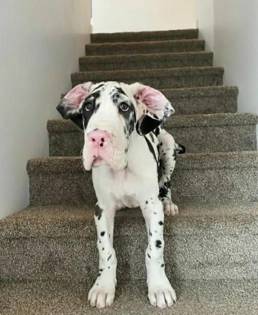 Adorable Male great dane puppy