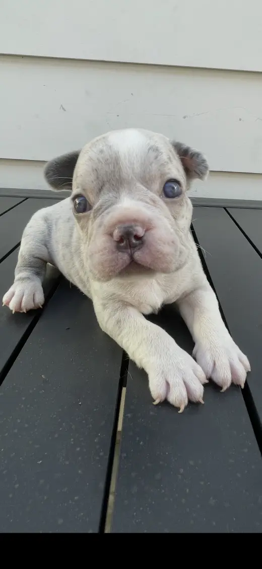 Se vende