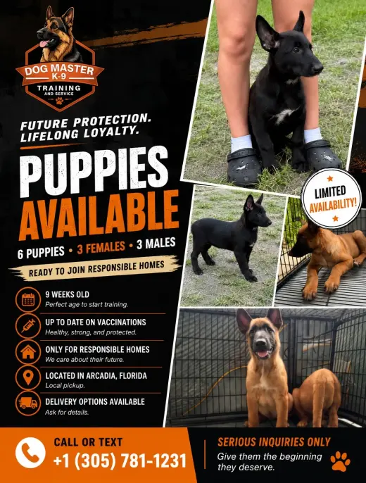 Available Puppies & Fully Trained Female Dogs – Arcadia, FL