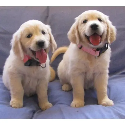 Cachorros de Golden Retriever adorables y encantadores en adopción gratuita