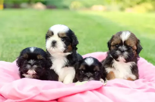 Adorables Cachorros Shih Tzu en Venta