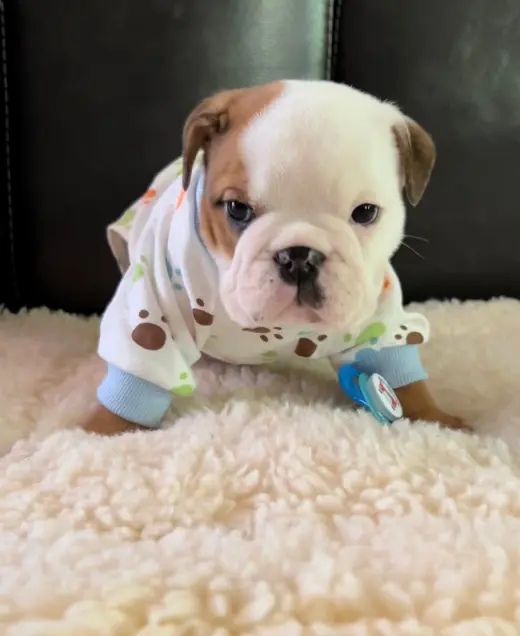 Adorable Cachorro Bulldog Inglés en Venta