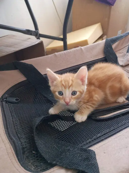 el amor hecho gatitos...