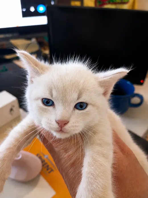 el amor hecho gatitos...