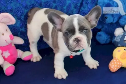 Adorable Bulldog Frances Blue Merle en Venta