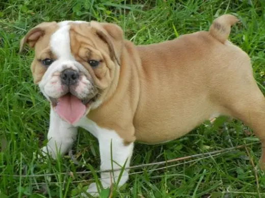 charming English Bulldog puppy