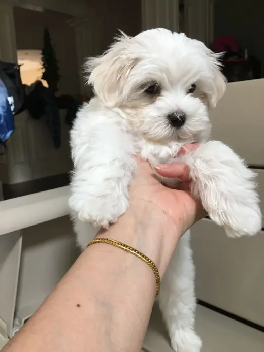 Hermoso Cachorro Maltés en Venta