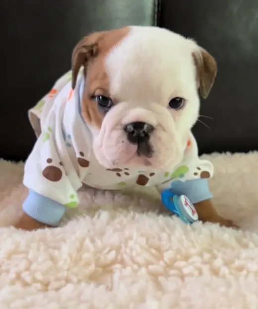 Adorable Cachorro Bulldog Inglés en Venta