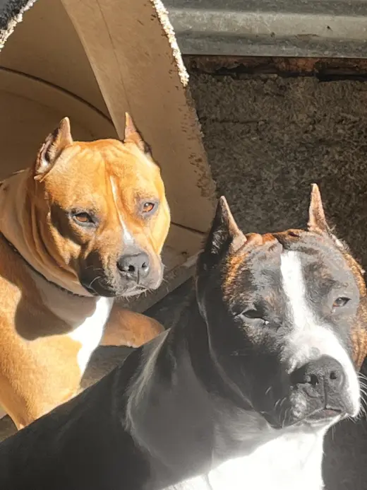 Amigables Pit Bulls Americanos en Adopción