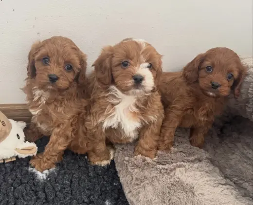 Adorables Cachorros Cavapoo en Venta