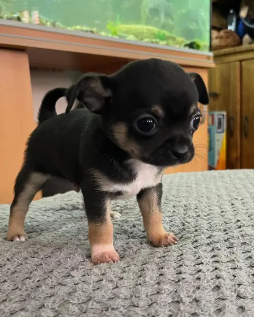 Cachorros mini chihuahua disponibles