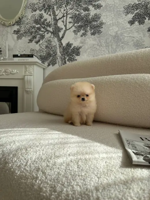 Summer Puppies Ready for New Family