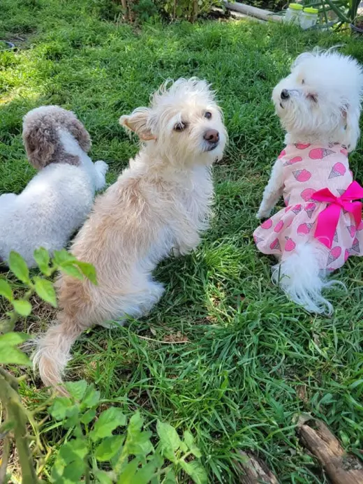 🐾 Cuidado de perros con experiencia y mucho cariño 🐾