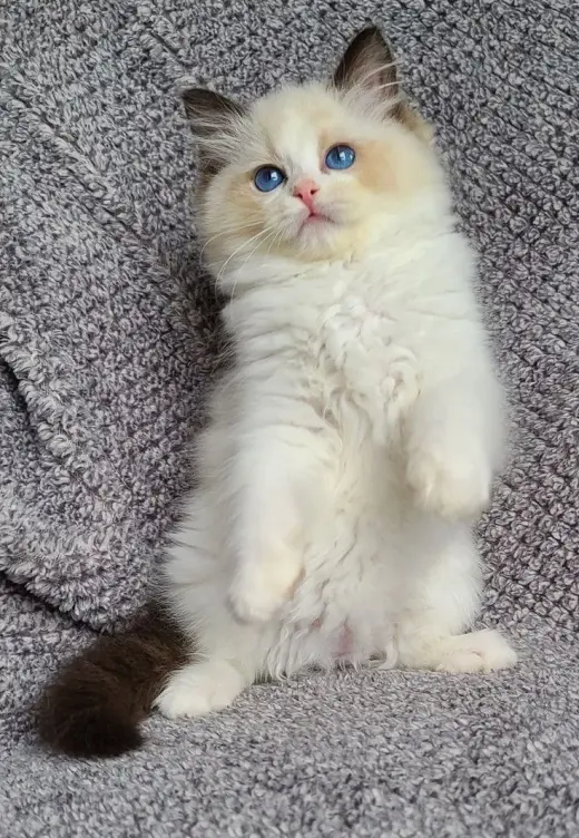 Micheal Scottish fold Kittens