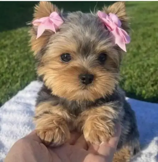 Hermoso Cachorro Yorkshire Terrier en Venta